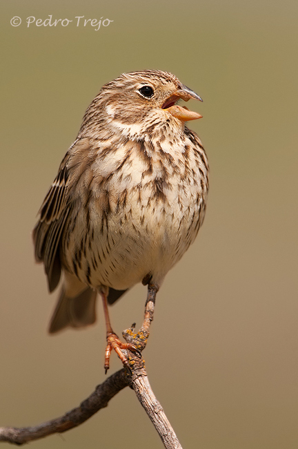 Triguero ( Miliaria calandra)